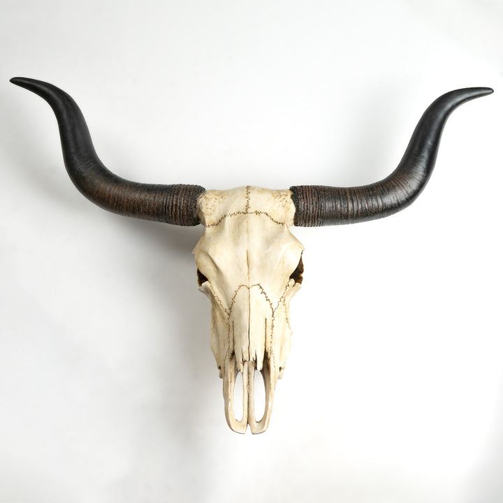 Longhorn Koponya Fali Dísz (Gyanta Szobor)