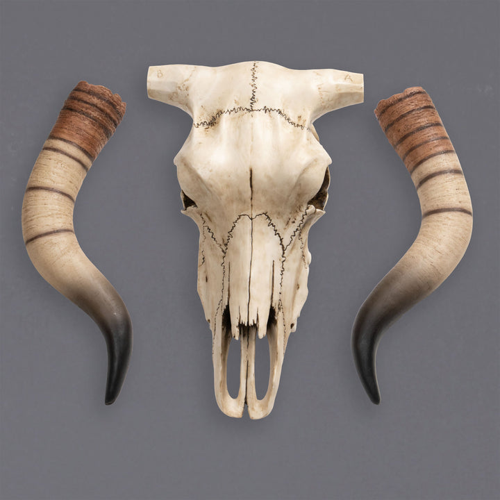 Longhorn marhakoponya fali szobor (Műgyanta szobor)