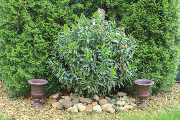 Öntött Vas Kerti Kaspó Párban