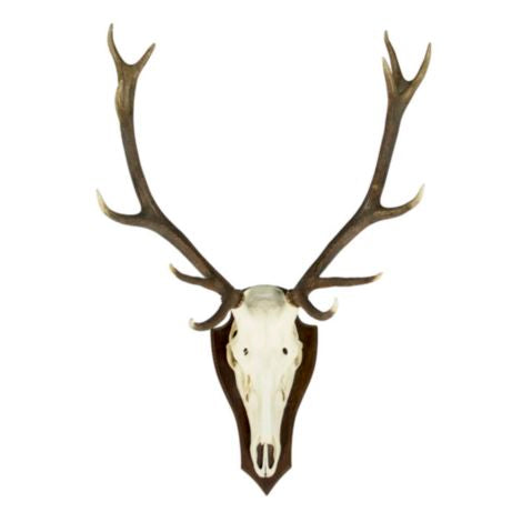 Gímszarvas Koponya Trófea (Cervus elaphus)